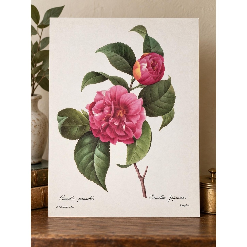 P.J. Redouté Camellia Japonica Botanical Book Plate Pink Flower Floral 11x14